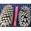 Unbranded 2 Extra Large Pine Cones Christmas Tree Holiday Decorations