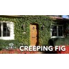 Creeping Fig Vine | 10 Live Plants | Ficus Pumila