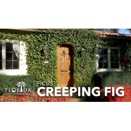 Creeping Fig Vine | 10 Live Plants | Ficus Pumila | Fast-Growing Ground Cover | Evergreen Climbing Vine for Walls & Trellises