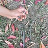 iplusmile 32-piece tent, peg, tent, ground fixture, L-shaped hook, peg,