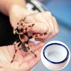 JNAWA Spider Micro Water Bowl Mini Ceramic Dish Reptile Water