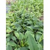 Daylily Nursery 3 Big Sky 'Sundown' Coneflower/Echinacea in 3.5 inch