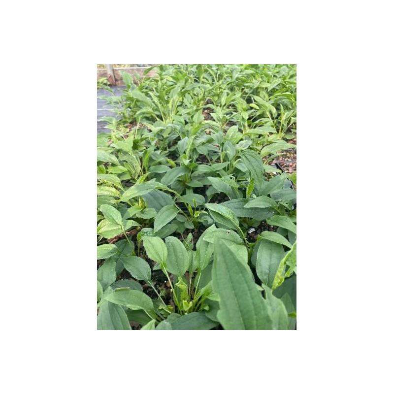 Daylily Nursery 3 Big Sky 'Sundown' Coneflower/Echinacea in 3.5 inch
