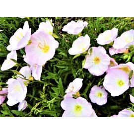 Showy Pink Evening Primrose (Oenothera Speciosa) - 10 + Single Plants