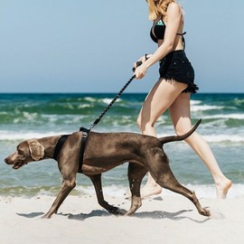 Camonti Rope Dog Lead with Comfortable Padded Handle and Highly Reflective Threads 1.5m Strong Dog Leash for Small Medium and Large Dogs (Dog lead + Dog Car Seat Belt as gift)