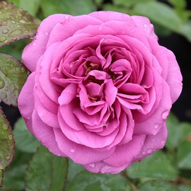 Heirloom Roses Purple Rose Plant - Sunbelt® Plum Perfect Floribunda Rose Bush, Live Plant for Outdoor Planting