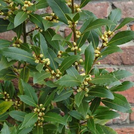 Bay Laurel Seeds (Laurus nobilis) Packet of 2 Seeds