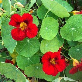 Outsidepride Nasturtium Scarlet - 200 Seeds