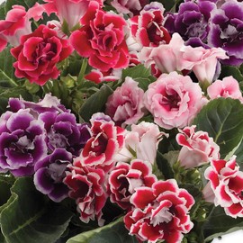 Outsidepride Gloxinia Brocade Mix - 200 Seeds