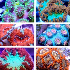 Unbranded Coral Frag Value Pack!! Multiple Sizes to Choose From, Click to See Them All! - 6 Pack