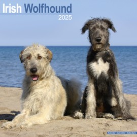 Irish Wolfhound Calendar 2025 | Square Dog Breed Wall Calendar - 16 Month