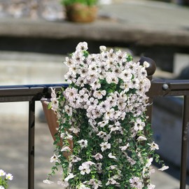 Kainonnan 3Pcs Fake Mums Silk Flowers for Outdoors Artificial Plants Outdoor Artificial Flowers for Yard Porch Home Garden Fall Indoor Decor (White)