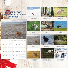 BFFPOSI Dogs Pooping Calendar 2025 - Funny Pooping Dog Calendar, Gag Gifts, Stocking Stuffers, Secret Santa Gifts for Friends Family Brother Sister husband, Useful White Elephant Gifts for Adults