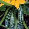 BmoreSpicy.com Cocozelle Summer Squash 20 Seeds Zucchini Fast Growing plant
