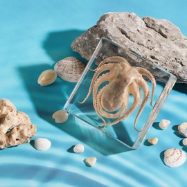 Taxidermy Octopus, Real Octopus Specimens Animal Specimen in Resin for Science Classroom Science Education, Great Gift for Fans of Taxidermy, Animal Skull, Oddities, Biology (3 x 3 x 1 inch)