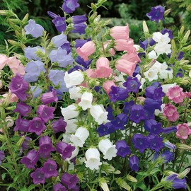NIKA SEEDS - Flowers Canterbury Bells Double Mix (Cups and Saucers) Biennial - 500 Seeds