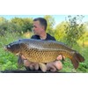 Bug Bait - The Bugs Nuts Boilies (Size 18 mm,