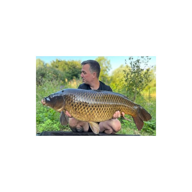 Bug Bait - The Bugs Nuts Boilies (Size 18 mm,