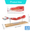 EVOTECH SCIENTIFIC Human Muscular Arm Anatomy Model, 7 Part 2/3