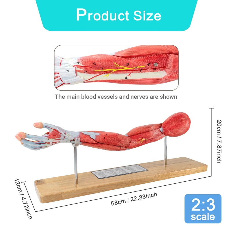 EVOTECH SCIENTIFIC Human Muscular Arm Anatomy Model, 7 Part 2/3