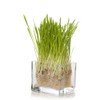 Health Embassy Barley Grass Powder (Hordeum vulgare L) (200g)