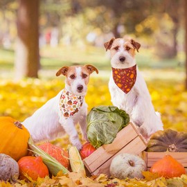 ADOGGYGO Thanksgiving Dog Bandana, Pumpkin Turkey Dog Scarf, Multi Size Offered, Fall Autumn Leaves Dog Thanksgiving Bandanas for Small Dogs Cats Puppies (Small, Thanksgiving-2)