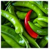 Everwilde Farms - 1/4 Lb Serrano Hot Pepper Seeds -