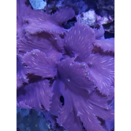 LPS Live corals wysiwyg PURPLE WITH GREEN POLYP LEATHER CABBAGE CORAL 2+ INCH