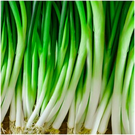 Seeds Green Onions Batun 300+ Seeds to Grow Non-GMO Heirloom Bunching Onions Scallions Spring Onions