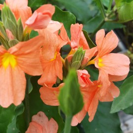 CROSSANDRA Firecracker Flower Tropical Live Plant Orange Marmalade Bloom Butterfly Bedding Indoor Outdoor Starter Size 4 Inch Pot Emerald R