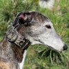Extra Soft Martingale Dog Collar for Greyhound Saluki Whippet and