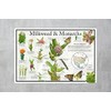 Where's Wildlife Monarch Butterfly & Milkweed Poster - Educational Nature