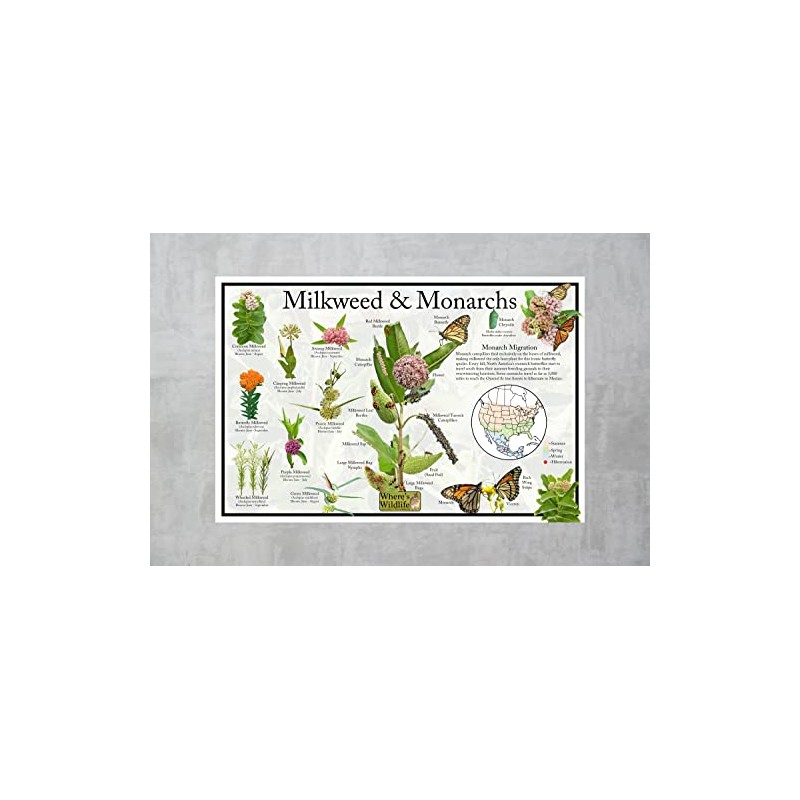 Where's Wildlife Monarch Butterfly & Milkweed Poster - Educational Nature