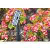 ENBRIGHTEN Mega Stake, LED Landscape Light Management, 14” Tall, Durable,