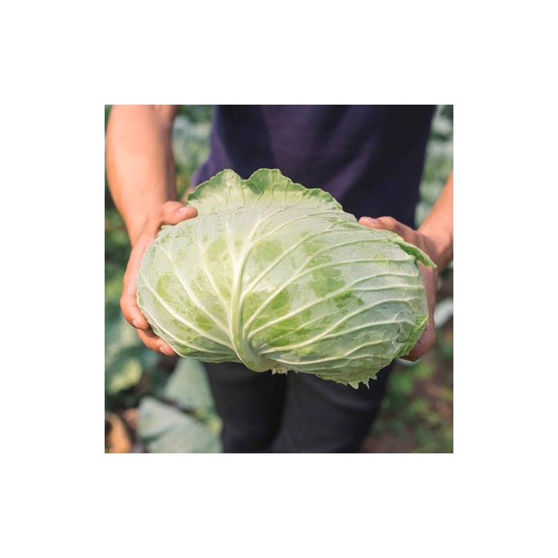 Cabbage Seeds - Late Flat Dutch - 1/4 Pound -