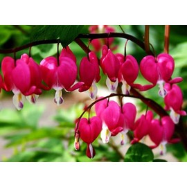 20 pcs Red Bleeding Heart Seeds - Rare Dicentra Spectabilis Flower Seeds