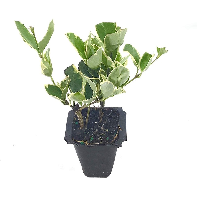 Ligustrum Japonicum Jack Frost Privet - 3 Live Plants -