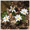 Everwilde Farms - 10 Bloodroot Native Wildflower Seeds - Gold