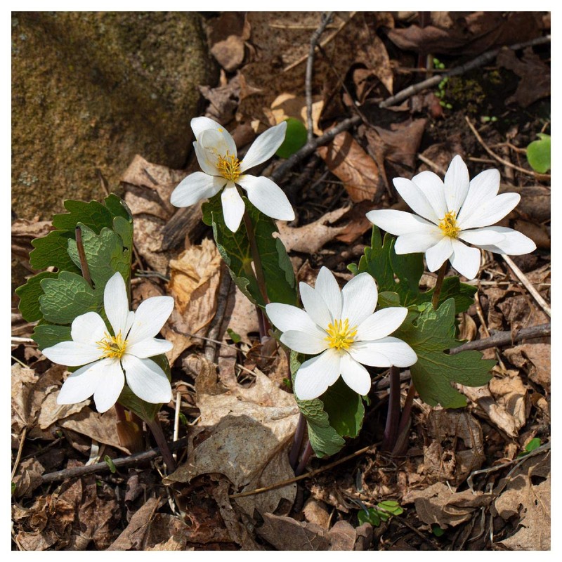 Everwilde Farms - 10 Bloodroot Native Wildflower Seeds - Gold