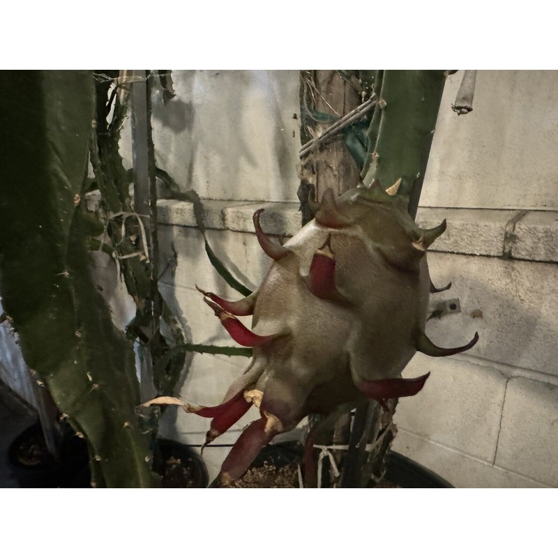 Cactus 9 Delicious Dragon Fruit cuttings 8-14 inches long check