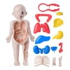 Deluxe Rompecabezas 3d Cuerpo Humano Juguete Didáctico Niñas Niños