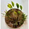 South American Cichlid Plant Bundle-Wisteri