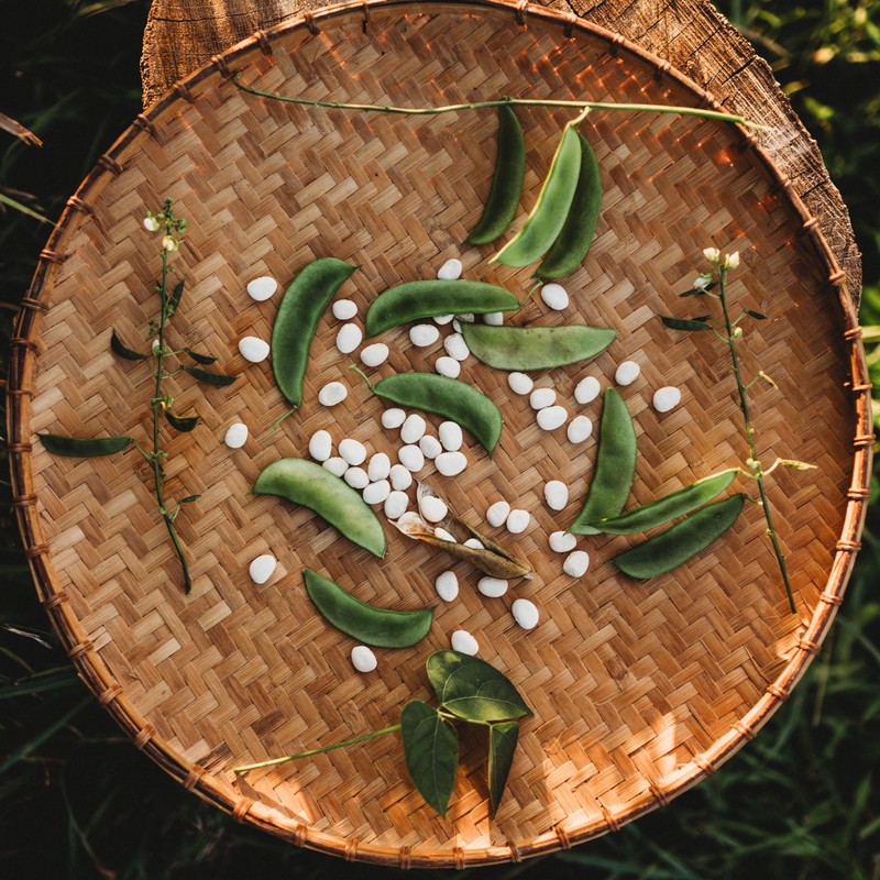 Henderson Bush Lima Bean - 50 Seeds - Heirloom White