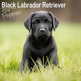Black Labrador Puppies Calendar 2024 | Square Dog Puppy Breed Wall Calendar - 16 Month