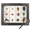 12 Pcs Insect in Resin Specimen Bugs Collection Paperweights, Resin