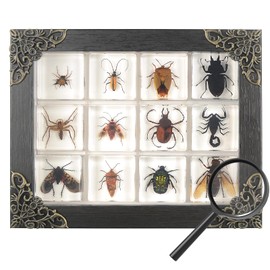 12 Pcs Insect in Resin Specimen Bugs Collection Paperweights, Resin Insects Specimen Frame Decoration for Tabletop Wall Art Decoration Scientific Educational Display Supplies (12 PCS Insects)