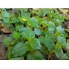 Peperomia Pellucida Seeds for Planting - Hat Giong Rau Cang