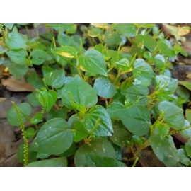 Peperomia Pellucida Seeds for Planting - Hat Giong Rau Cang Cua "Krasang Teap" in Khmer