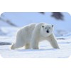 Polar Bear Wildlife Rectangle Aluminium Fridge Magnet Fantastic Souvenir