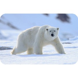 Polar Bear Wildlife Rectangle Aluminium Fridge Magnet Fantastic Souvenir